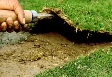 زراعة الثيل الطبيعي بالرياض