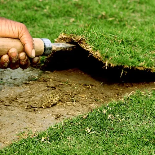 زراعة الثيل الطبيعي بالرياض