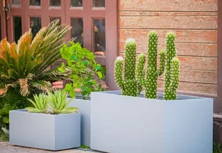 أحواض الزرع الرياض